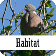  habitat de la paloma torcaz