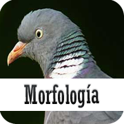 morfologia de la paloma torcaz