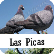 Las Picas: Palomas para el cimbel de paloma torcaz