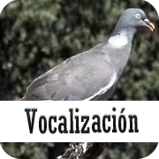 vocalizacion de la paloma torcaz
