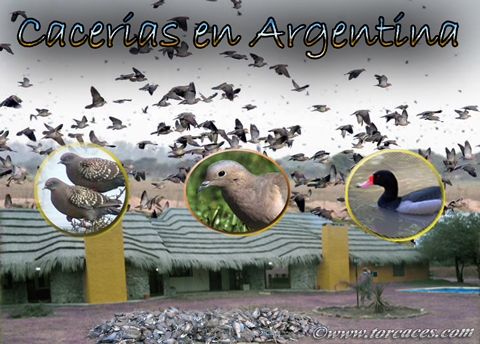 Cacerias de tortolas y torcaces en argentina