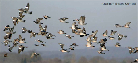 boletin de informacion argos 18 sobre migracion palomas torcaces