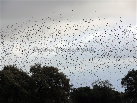 el pasillo central de la migracion de paloma torcaz