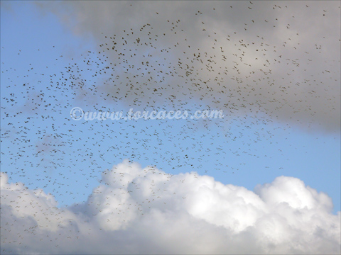el pasillo central de la migracion de paloma torcaz
