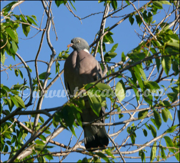 habitat de la paloma torcaz
