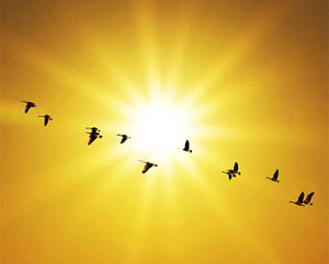 orientacion solar de las palomas