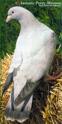 la paloma azul de gascogne  