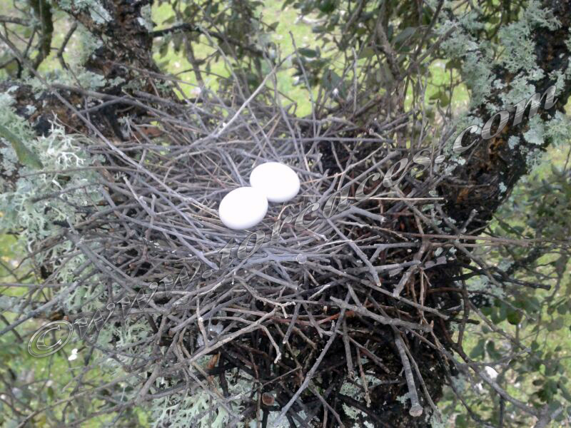 reproduccion nido