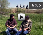 video caccia colombaccio 