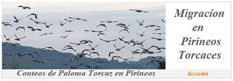 Conteo de Migracion de paloma torcaz por los Pirineos 