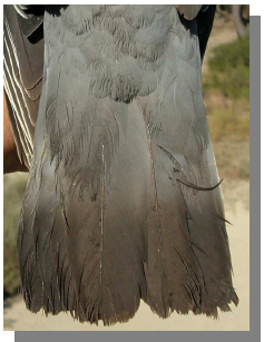 cola de paloma torcaz de 2 año