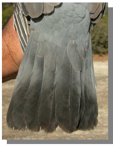 cola de paloma torcaz juvenil